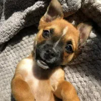 توله پاکوتاه سایزصفر|سگ|قم, شهرک قدس|دیوار