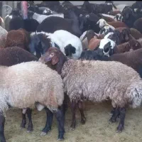 سرک دار گوسفند کم دنبه زیر 1 سال