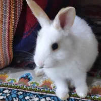 خرگوش خانگی