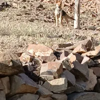 سگ ژرمن ماده