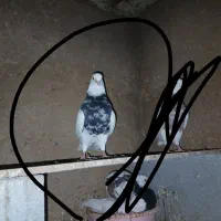 گمشده