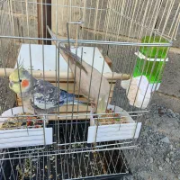 عروس هلندی رام نرو ماده