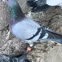 پرنده|پرنده|یاسوج, |دیوار