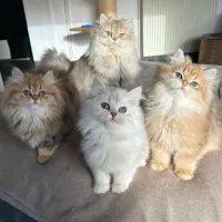 گربه سالم، نژاددار و خانگی