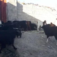 گله فروشی درمهرستان|حیوانات مزرعه|مهرستان, |دیوار