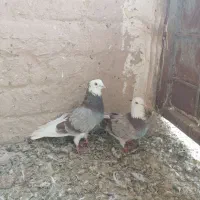 کفتر نروماده|پرنده|قم, آزادگان|دیوار