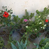 سیم کارت سبز|سیمکارت|بندر دیر, |دیوار