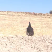 مرغ|حیوانات مزرعه|جوانرود, |دیوار