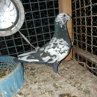 دو تا نر پرشی سوسکی