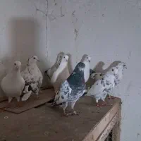 کبوتر پرشی|حیوانات|سنگر, |دیوار