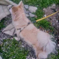 یک عدد سگ خانگی