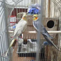 فروش سه جفت عروس مولد|پرنده|تهران, آهنگ|دیوار