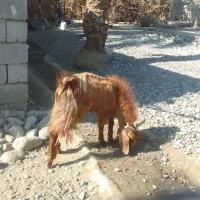 گوسفند پاکستلنی|حیوانات مزرعه|عنبرآباد, |دیوار