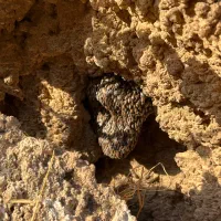 عسل طبیعی کُنار|خوردنی و آشامیدنی|شیراز, حومه شیراز|دیوار