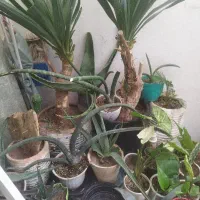 گل اپارتمانی