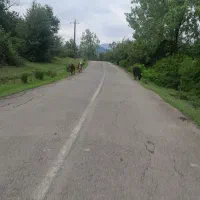 برنج هاشمی درجه ۱