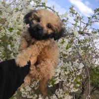 فروش سگ پودل ۳ماهه