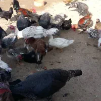 مرغ و خروس و بوقلمون|حیوانات مزرعه|دوگنبدان, |دیوار