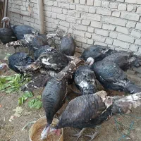 ۷‌عدد‌بوقلمون‌نر|حیوانات مزرعه|خرمدره, |دیوار