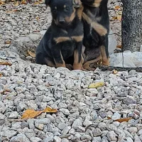 توله دوبرمن