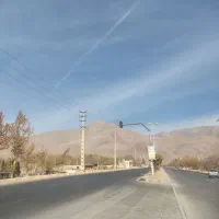 توله سگ گمشده