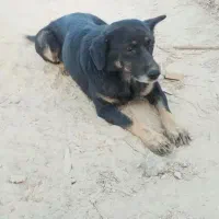 واگذاری دو قلاده سگ نگهبان|سگ|سمنان, |دیوار