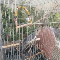 عروس هلندی ۷۰۰|پرنده|گرمسار, |دیوار