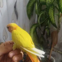 فروش کوتوله برزیلی از جوجه تا بالغ