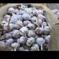 سیر مغان درج یک خریداره