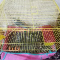 یک عدد عروس هلندی نر|پرنده|کلیائی, |دیوار