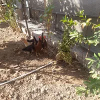 مرغ