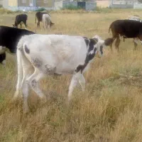 فروش گوساله