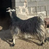 بز داشتی آبستن|حیوانات مزرعه|مرودشت, پشت سایپا|دیوار