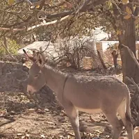 کره ماده فروشی|حیوانات مزرعه|پاتاوه, |دیوار