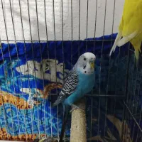 مرغ عشق معاوضه