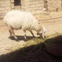 میش فروشی