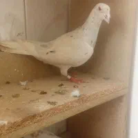 کفتر|پرنده|مشهد, نیروی هوایی|دیوار