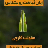 خدمات باغیانی با بهترین کیفیت|خدمات باغبانی و درختکاری|فردیس, فردیس|دیوار