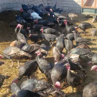 بوقلمون|حیوانات مزرعه|مشگین شهر, |دیوار