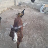 یک بز دارم ۱۰ میلیون نر هست|حیوانات مزرعه|صباشهر, |دیوار