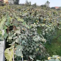فروش-باغ-کیوی-800-متری-در-خلیفه-کری
