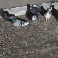 پنج عدد کبوتر پرشی