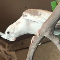 طوطی عروس آلبینو دوکت