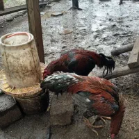 خروس محلی و بوقلمون|حیوانات مزرعه|رودبنه, |دیوار