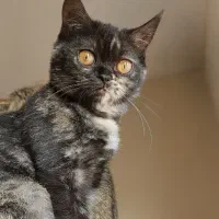 بچه گربه بریتیش شورت هیر سه و نیم ماهه|گربه|تهران, تهرانپارس شرقی|دیوار