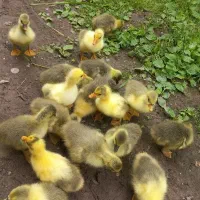 جوجه قوغاز، غاز،اردک اسرائیلی