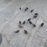 جوجه مرغ مرندی