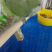 ماده راهب