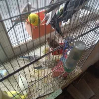 چند جفت عروس هلندی به فروش میرسد|پرنده|آذرشهر, |دیوار