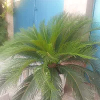 گل ویلایی